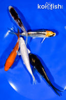 PACK OF (5) 3.75-4.25" STANDARD KOI