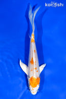 6" HARIWAKE BUTTERFLY