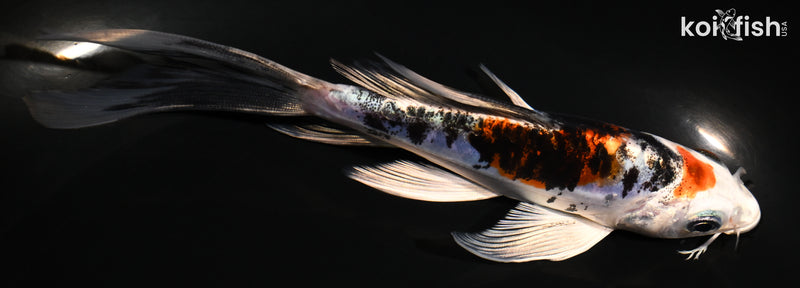 5.5" HEISEI NISHIKI BUTTERFLY