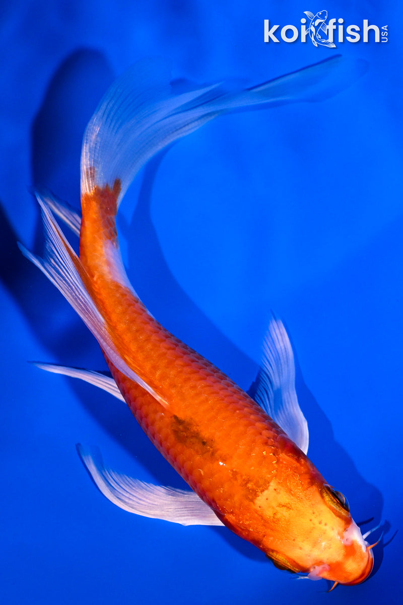 5.75" HARIWAKE BUTTERFLY