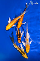 PACK OF (5) 4-5" BUTTERFLY KOI