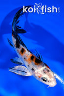 5" YAMATO NISHIKI BUTTERFLY