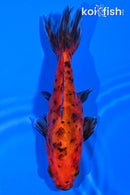 4.25" CALICO WAKIN GOLDFISH