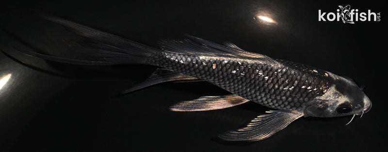 6" GINRIN METALLIC SORAGOI BUTTERFLY