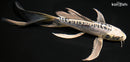 8" KIKOKURYU BUTTERFLY