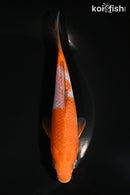 5.75" OCHIBA SHIGURE