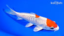 6.75" HEISEI NISHIKI