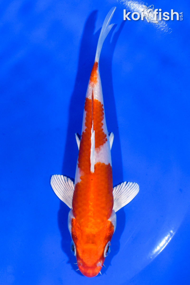 5" HARIWAKE