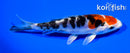 5.75" HEISEI NISHIKI