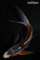 4.75" HI ASAGI BUTTERFLY
