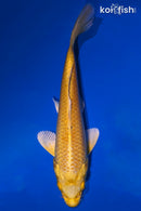 5.25" YAMABUKI OGON