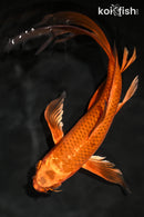 9.75" KIN ORENJI MATSUBA BUTTERFLY