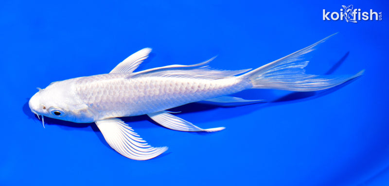 7" PLATINUM OGON BUTTERFLY