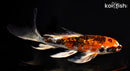 7.5" GINRIN KUJAKU BUTTERFLY