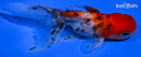 5" CALICO ORANDA GOLDFISH