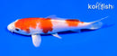 5.5" HARIWAKE