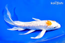 7.75" KIKUSUI BUTTERFLY