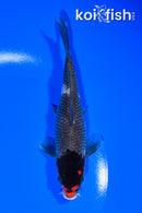 5.5" BENI MATSUKAWABAKE