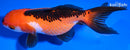 4.5" ORANDA GOLDFISH