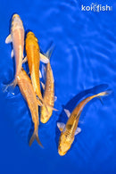 PACK OF (5) 4-5" STANDARD KOI