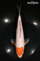 9.25" OCHIBA SHIGURE