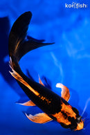 5.5" ORENJI MATSUBA BUTTERFLY