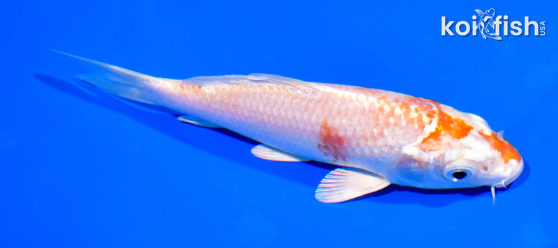 5.5" HARIWAKE