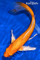 9" ORENJI OGON BUTTERFLY