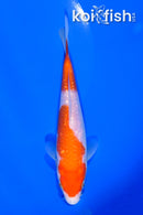 6" GINRIN KOHAKU