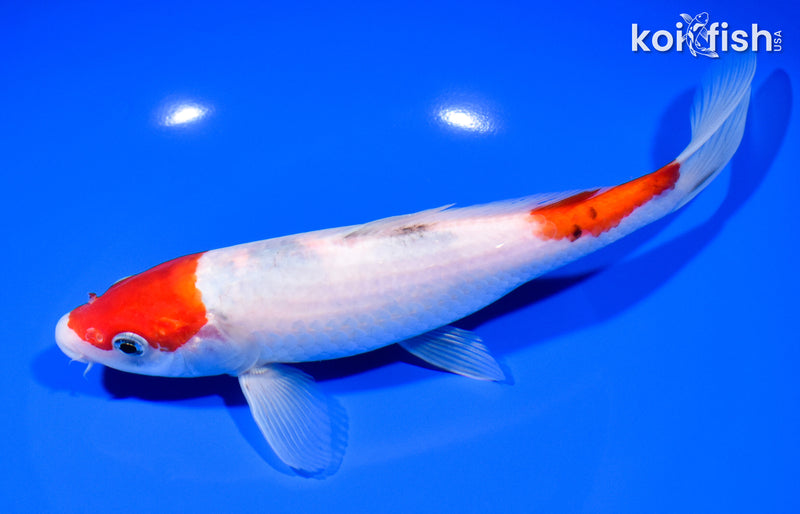 8.25" SANKE