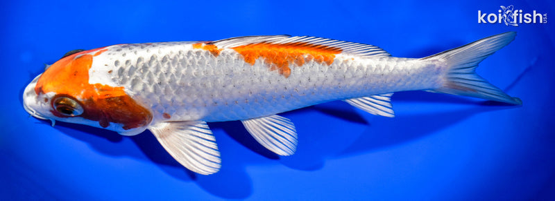 9.25" KUJAKU