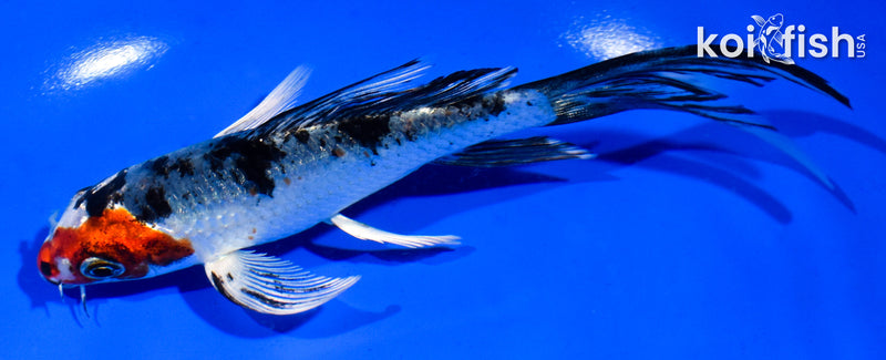 5.5" YAMATO NISHIKI BUTTERFLY