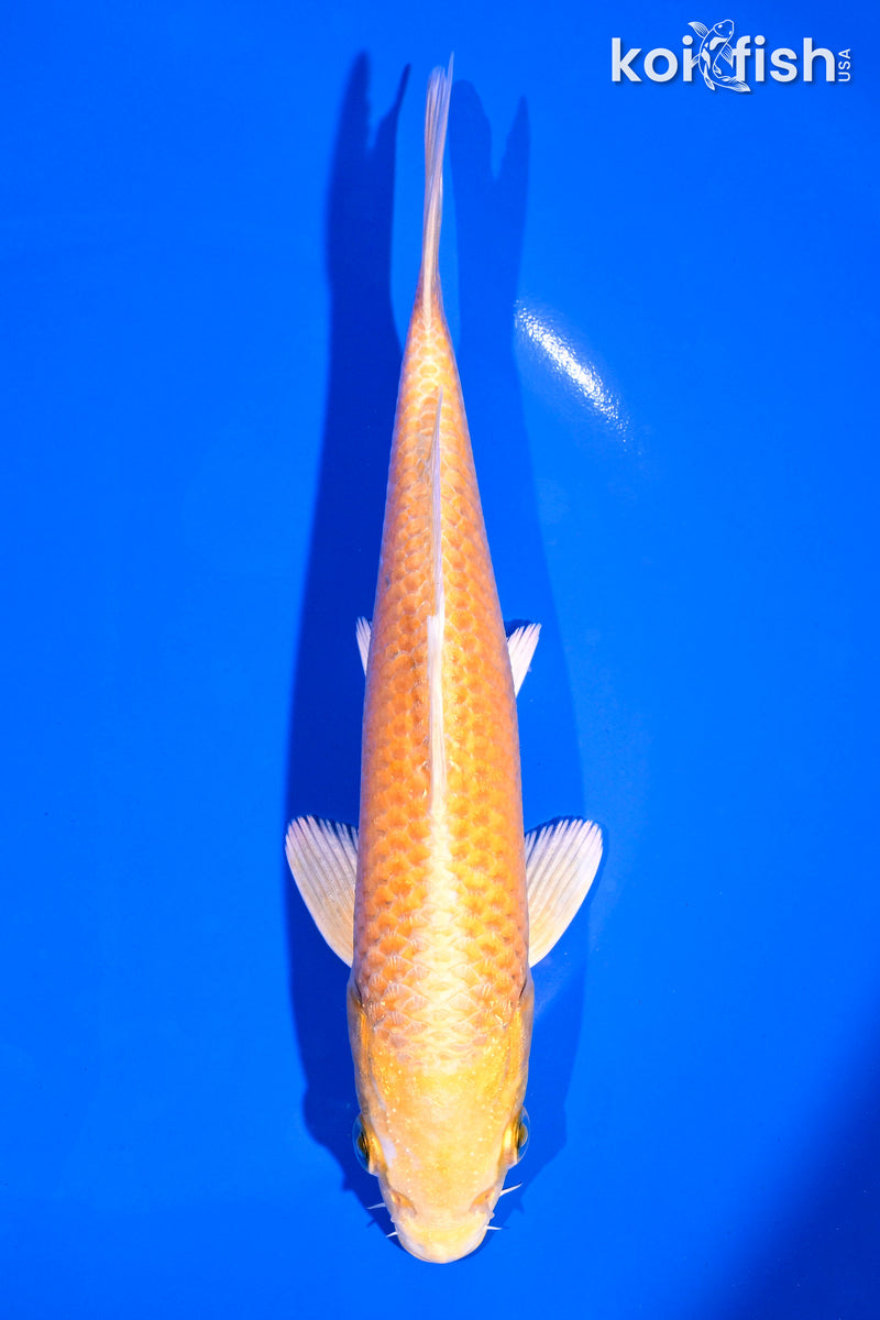 7.25" YAMABUKI OGON