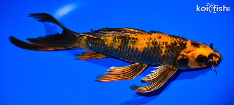 9.75" HI UTSURI BUTTERFLY