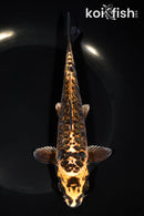 7.5" ARAGOKE BENI KIKOKURYU