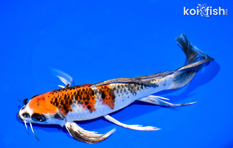 8.5" KUJAKU BUTTERFLY