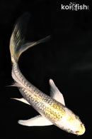 4.5" GINRIN KUJAKU BUTTERFLY