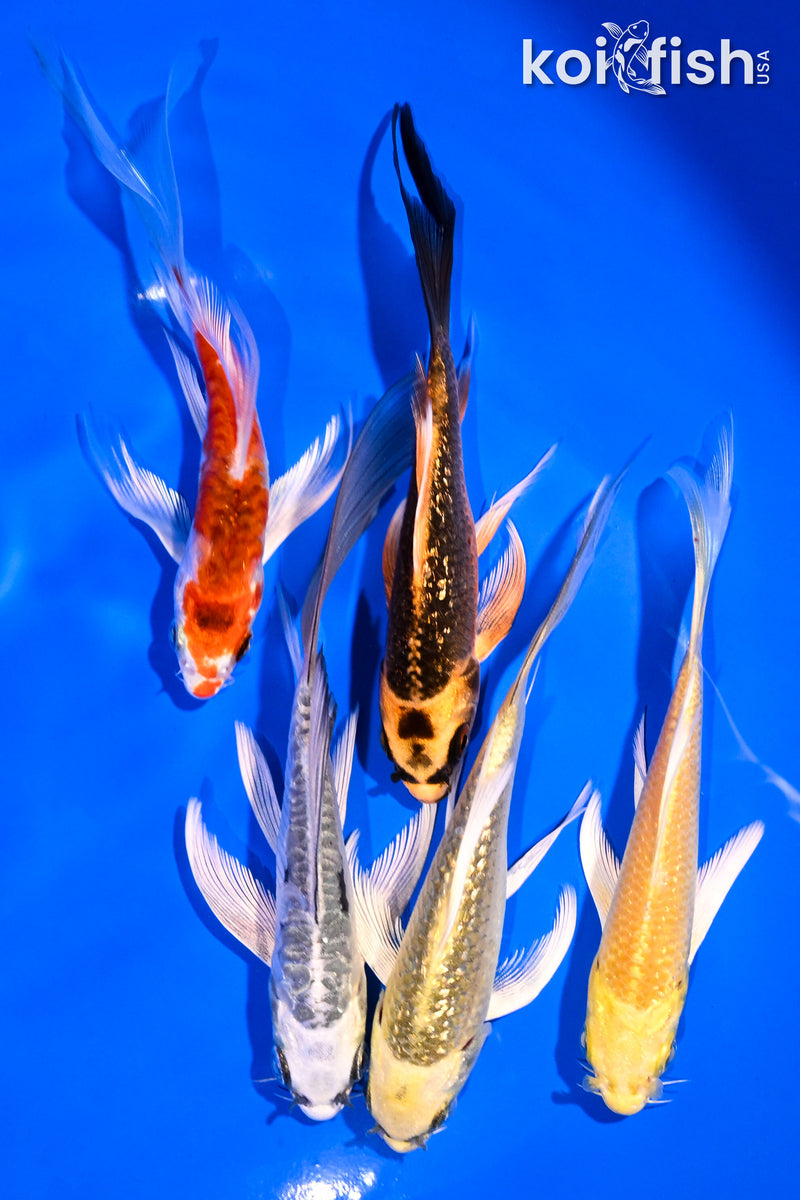 PACK OF (5) 4-5" BUTTERFLY KOI