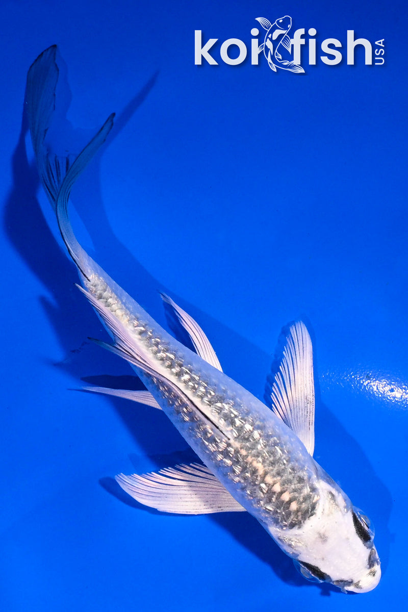 5" GINRIN GINGA BUTTERFLY