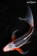 8" HI ASAGI BUTTERFLY