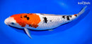12.75" GINRIN SANKE