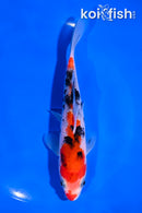 6" SANKE