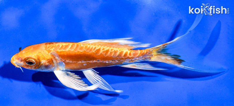 5.5" ARAGOKE ORENJI OGON BUTTERFLY