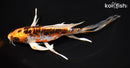 9" ARAGOKE BENI KIKOKURYU BUTTERFLY