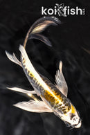 7.5" ARAGOKE KIN KIKOKURYU BUTTERFLY