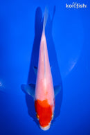 5.75" KOHAKU