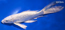 9.75" GINRIN PLATINUM OGON BUTTERFLY