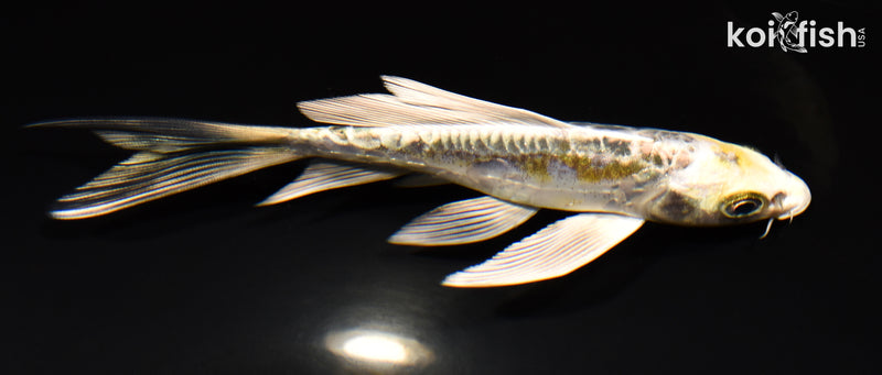 5.5" KIN KIKOKURYU BUTTERFLY