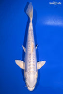 9.5" DOITSU PLATINUM OGON