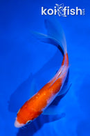 4.5" GINRIN YAMABUKI OGON